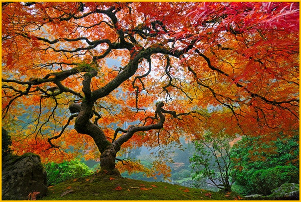 Arbre psychogénéalogique – Céline Tadiotto